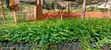 Batian Coffee Seedlings - 5