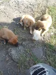 3-6 Month Male Mixed Breed Border Collie Puppy - 2