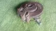 Toyota Avensis Hub Bearing, Disc & Calipers - 3