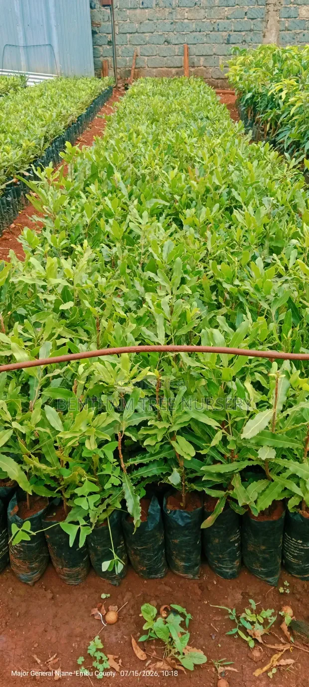 Macadamia Seedlings - Grafted & Ungrafted - 1