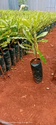 Macadamia Seedlings - Grafted & Ungrafted - 2