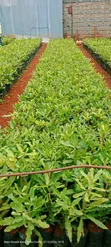 Macadamia Seedlings - Grafted & Ungrafted - 3
