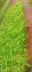Macadamia Seedlings - Grafted & Ungrafted - 4
