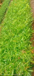 Macadamia Seedlings - Grafted & Ungrafted - 5