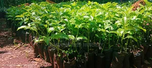 Passion Fruit Seedlings - Purple, Yellow Varieties