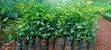 Pixie Orange Seedlings - 1