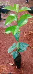 Pixie Orange Seedlings - 2