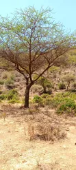 15 Acres Land Next to Borehole, Ngong Hills - 5