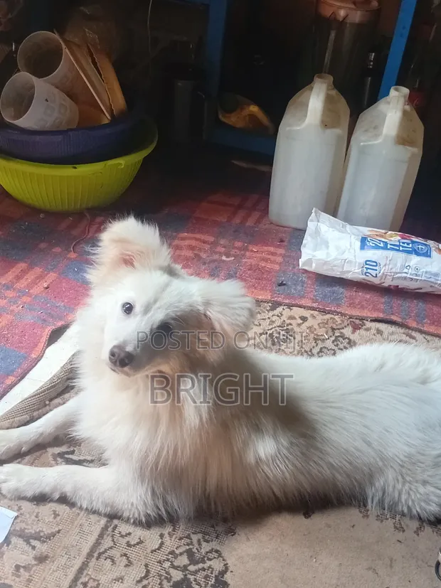 Chihuahua wa Mchanganyiko wa Kiume, Miezi 6-12 - 1