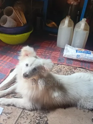 Chihuahua wa Mchanganyiko wa Kiume, Miezi 6-12