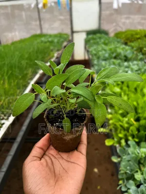 Sage Herb Seedlings
