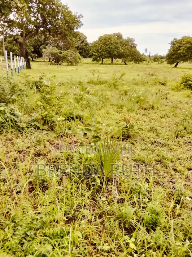 Land for Sale in Diani - 50x100 Plots - 1