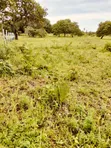 Land for Sale in Diani - 50x100 Plots - 1