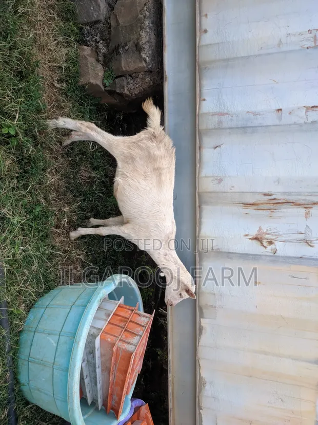 Hybrid Goats for Sale - 1