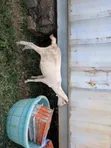 Hybrid Goats for Sale - 1
