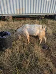 Hybrid Goats for Sale - 2