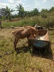 Hybrid Goats for Sale - 3