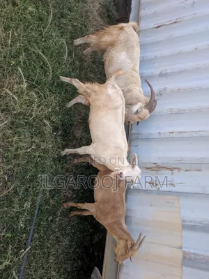 Hybrid Goats for Sale
