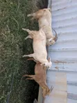 Hybrid Goats for Sale - 4