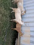 Hybrid Goats for Sale - 5