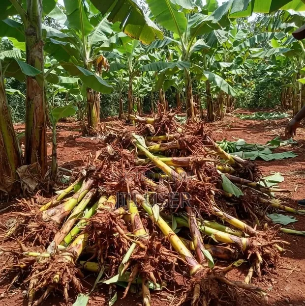 Mizizi ya Ndizi Mzuzu kwa Kupanda - 1