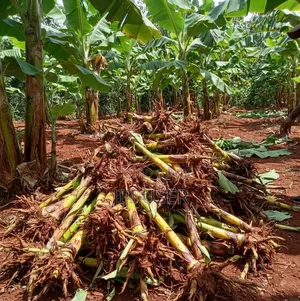 Mizizi ya Ndizi Mzuzu kwa Kupanda