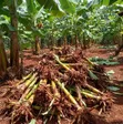 Mizizi ya Ndizi Mzuzu kwa Kupanda - 1