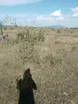 1/4 Acre Land for Sale in Juja Sunrise Estate - 1