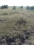 1/4 Acre Land for Sale in Juja Sunrise Estate - 2