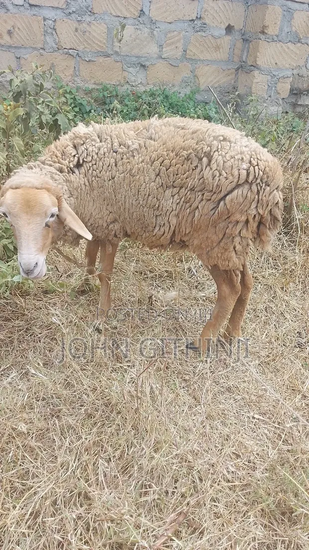 Sheep for Sale - Pregnant Ewes and Ram - 1