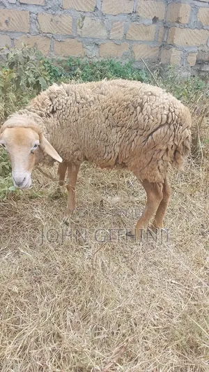 Sheep for Sale - Pregnant Ewes and Ram