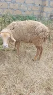 Sheep for Sale - Pregnant Ewes and Ram - 1