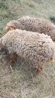Sheep for Sale - Pregnant Ewes and Ram - 2