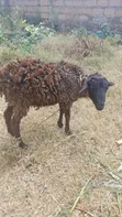 Sheep for Sale - Pregnant Ewes and Ram - 3