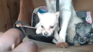 Female Mixed Breed Dog, 1-3 Months