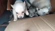 Mbwa wa Kike Mchanganyiko, Miezi 1-3 - 2