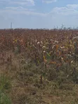Viwanja vya Makazi Vinauzwa Kiserian - 5