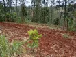 Half Acre Residential Land with Title Deed in Igoji West - 1