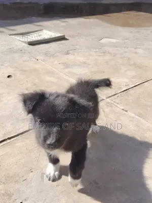 Female Japanese Spitz Puppy (1-3 Months)