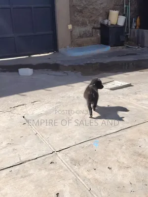 Female Japanese Spitz Puppy (1-3 Months)