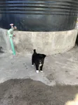 Female Japanese Spitz Puppy (1-3 Months) - 5