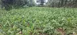 50x100 Residential Plot for Sale - Kabete Cuba, Kiambu County - 3