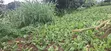 50x100 Residential Plot for Sale - Kabete Cuba, Kiambu County - 4