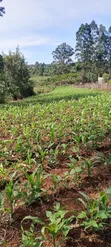 Viwanja 6 kwa Block kwa Uuzaji - Simat Lemoook, Eldoret Southern Bypass - 1