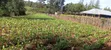 Viwanja 6 kwa Block kwa Uuzaji - Simat Lemoook, Eldoret Southern Bypass - 2