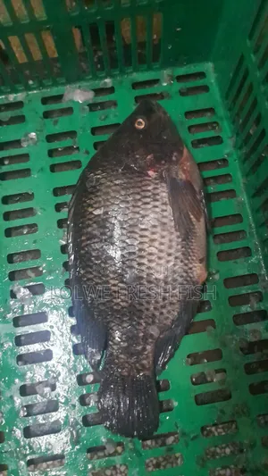 Samaki aina ya Tilapia Safi