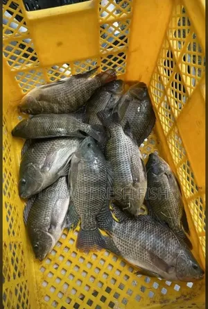 Fresh Tilapia Fish