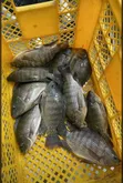 Fresh Tilapia Fish - 2