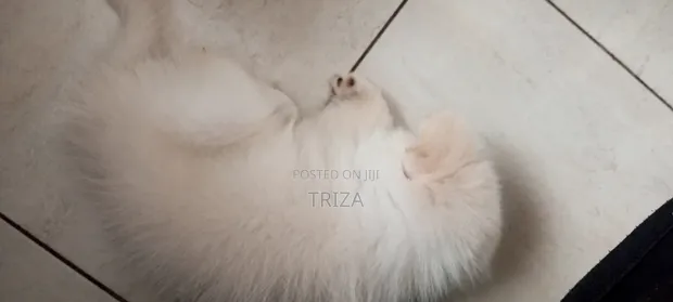 Mbwa Mzazi wa Kiume wa Maltese, Mwezi 2, Kike - 1