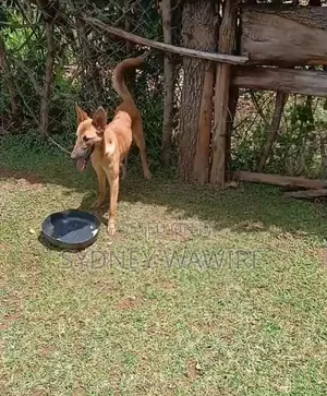 Female Mixed Breed German Shepherd, 1+ Year Old